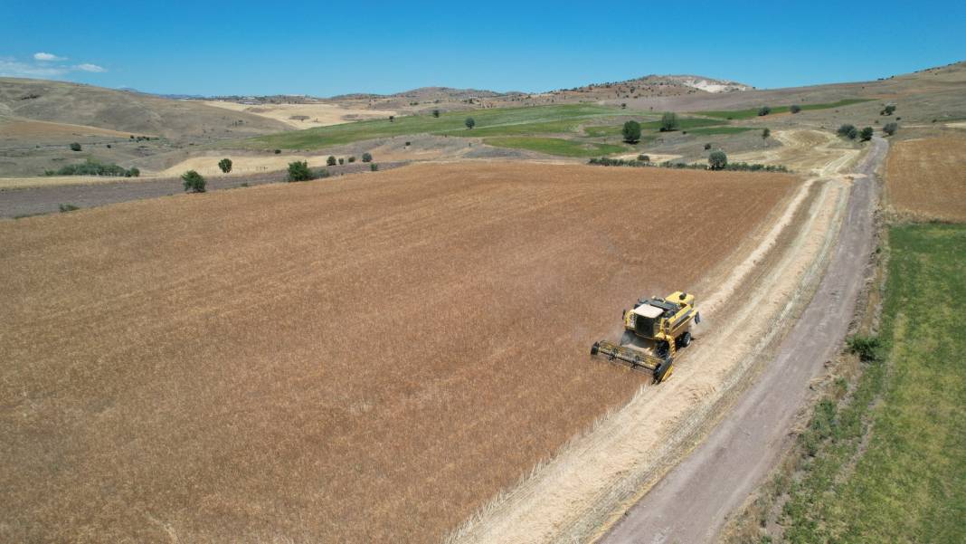 Altın Gibi Parlıyorlar: Bu Yıl Dönümünden 250-400 Kilo Hasat Bekleniyor 5